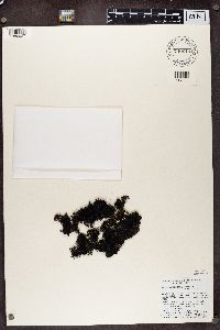 Pseudephebe pubescens image