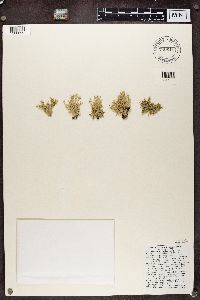 Ramalina farinacea image