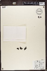 Umbilicaria torrefacta image