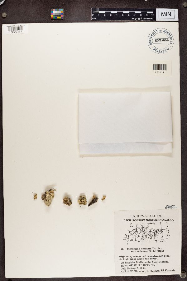 Pertusaria coriacea var. obducens image