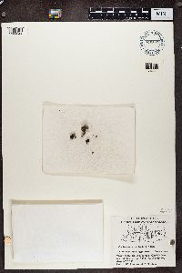 Lecanora palanderi image