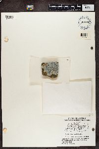 Lecidea lapicida image