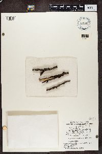 Tuckermanopsis sepincola image