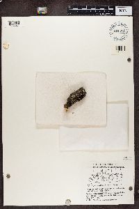 Physcia aipolia image