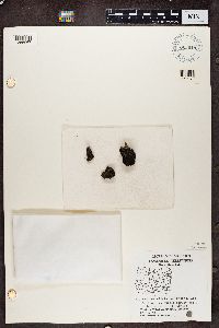 Lecidea uliginosa image