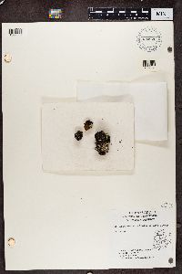 Image Associated With the Occurrence