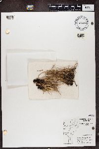 Cladonia cornuta image