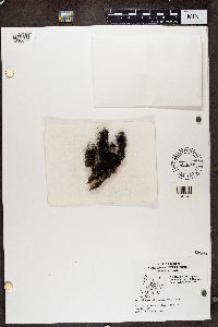 Bryoria simplicior image