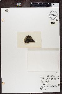 Staurothele fissa image