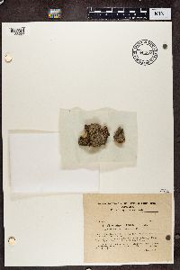 Chaenotheca trichialis image