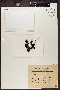 Lecidea uliginosa image