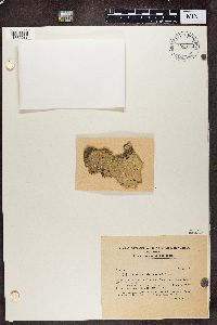 Lecanora intumescens image