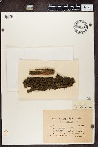 Rinodina exigua image
