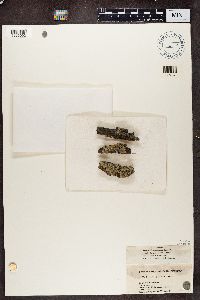 Physcia stellaris image