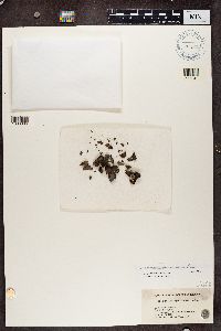 Dermatocarpon miniatum image