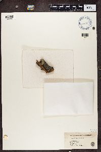 Alyxoria varia image