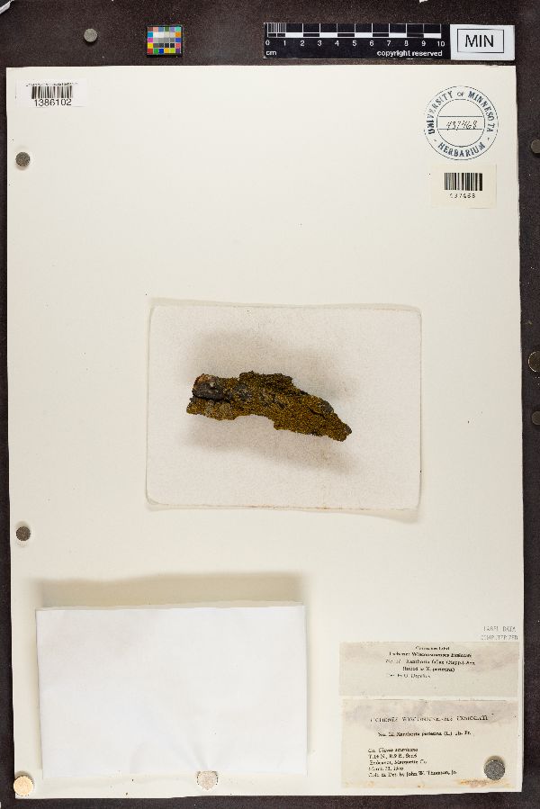 Xanthoria fallax image