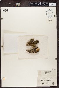 Physcia millegrana image