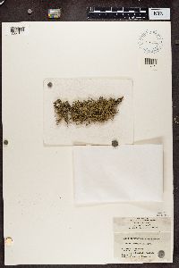 Evernia mesomorpha image