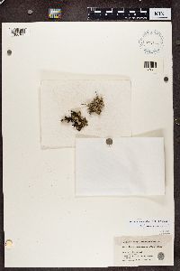 Dermatocarpon luridum image