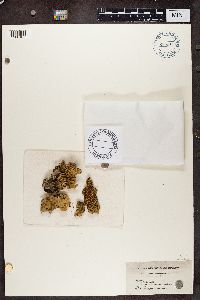 Lobaria quercizans image