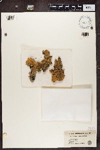 Lobaria pulmonaria image