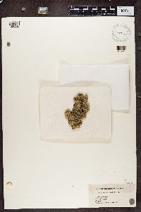 Hypogymnia physodes image