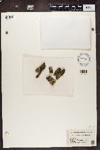 Phaeophyscia orbicularis image