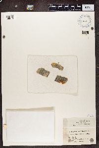 Arthonia patellulata image