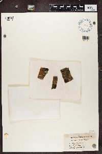 Lecanora allophana image