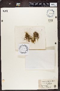 Peltigera didactyla image