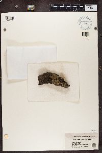 thumbnail image of current specimen