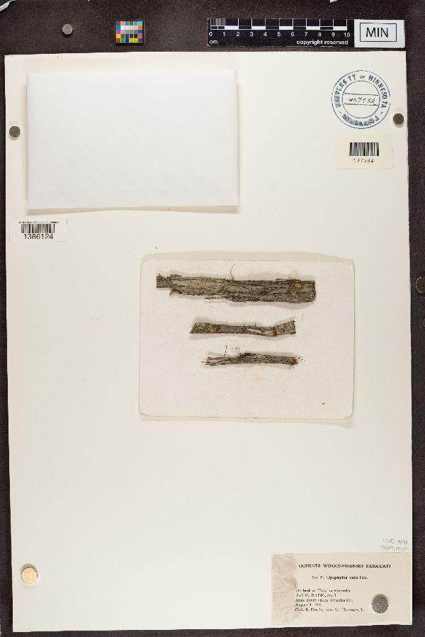 Lecanographaceae image