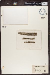 Alyxoria varia image