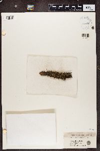 thumbnail image of current specimen