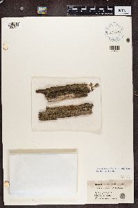 Bacidia schweinitzii image