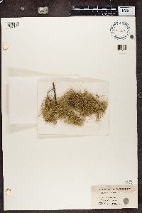 Usnea cavernosa image