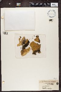 Peltigera leucophlebia image
