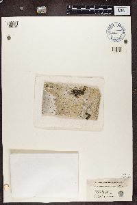 Leptorhaphis epidermidis image