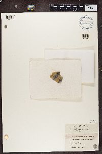 Leptorhaphis epidermidis image