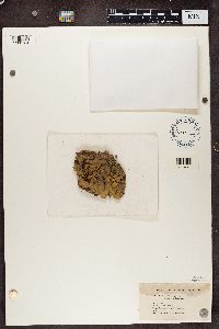 Peltigera polydactyla image