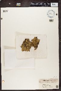 Peltigera canina image