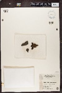 Scoliciosporum chlorococcum image