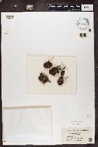 Cladonia subcariosa image