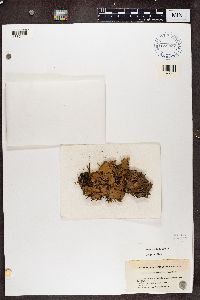 Peltigera polydactyla image