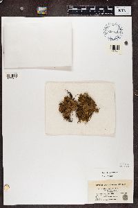 Peltigera didactyla image