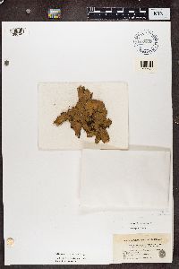 Peltigera horizontalis image