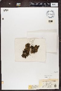 Nephroma laevigatum image