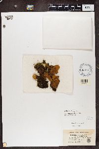 Peltigera leucophlebia image