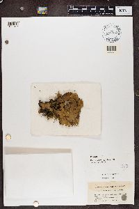 Peltigera horizontalis image